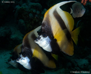 Bannerfish by Stéphane Primatesta 